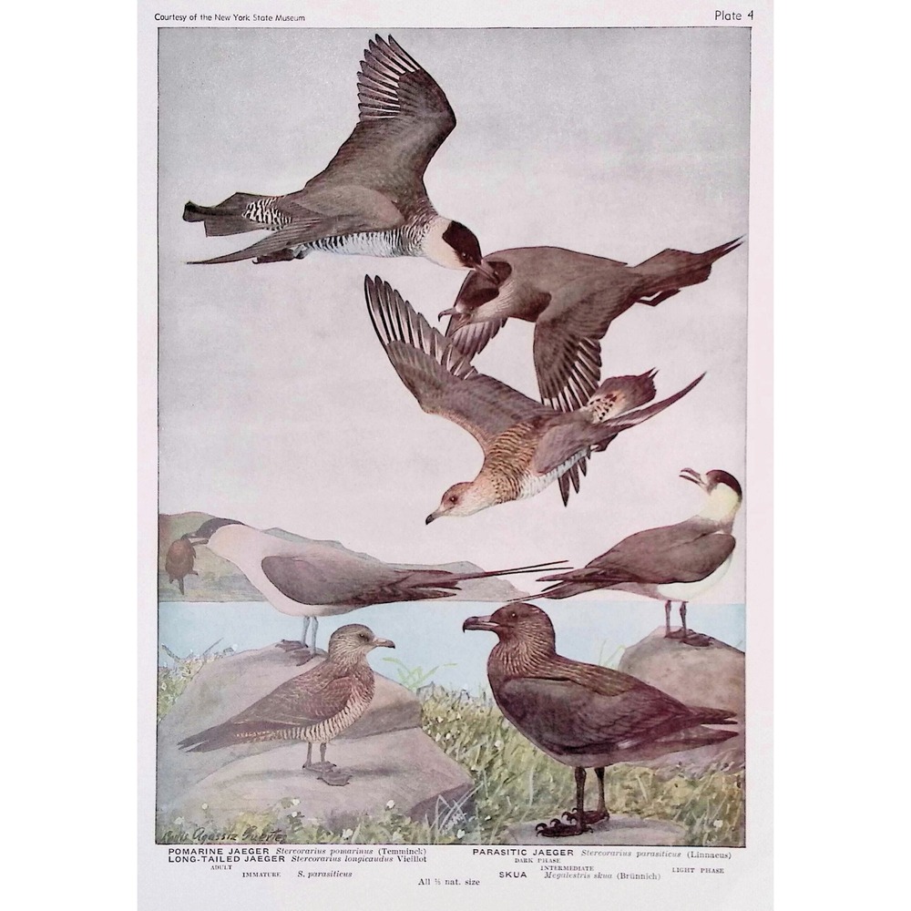 Vtg 1936 Pomarine Parasitic Long Tailed Jaeger Skua Fuertes Bird Art Print
